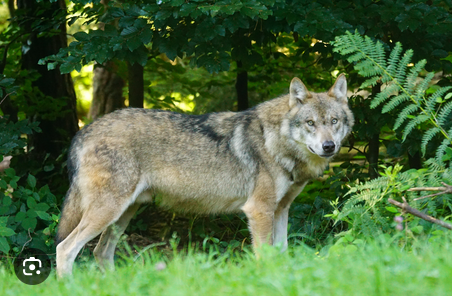 loup